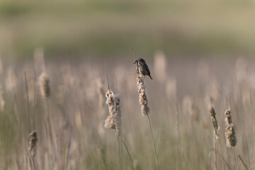 Bluethroat Luscinia svevica subsp. namnetum perching in Morbihan, France