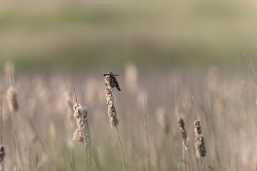 Bluethroat Luscinia svevica subsp. namnetum perching in Morbihan, France