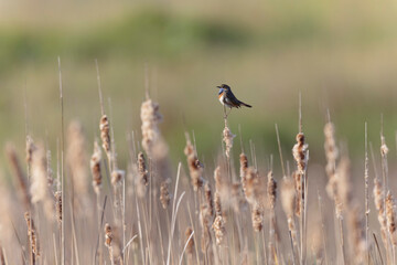 Bluethroat Luscinia svevica subsp. namnetum perching in Morbihan, France