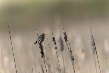 Bluethroat Luscinia svevica subsp. namnetum perching in Morbihan, France