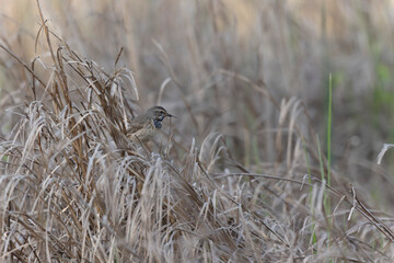 Bluethroat Luscinia svevica subsp. namnetum perching in Morbihan, France