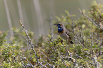 Bluethroat Luscinia svevica subsp. namnetum perching in Morbihan, France