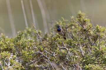 Bluethroat Luscinia svevica subsp. namnetum perching in Morbihan, France