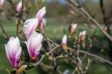 Kwitnące magnolie, wiosna