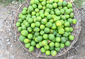 Overhead view of a basket full of Sweet Orange fruits on the ground