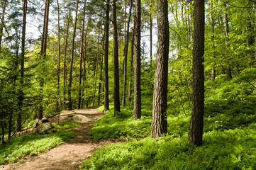 Hiking trail trhough Cesky raj aka Bohemian Paradise
