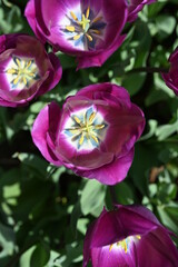 Obraz na płótnie Canvas Colorful tulips in the garden