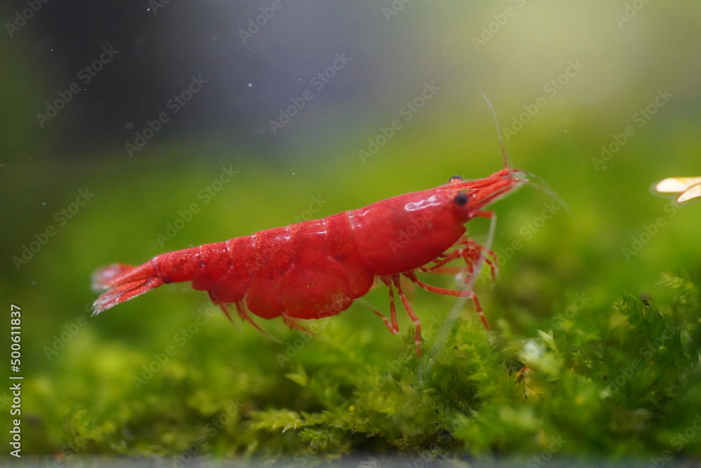 Wall mural Red Neocaridina heteropoda ,Bloody Mary Shrimp