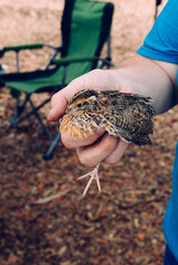 A Quail bird in hand 
