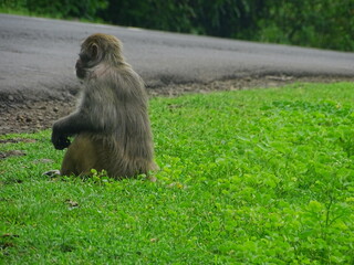 baboon sitting on the grass