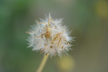 dandelion  