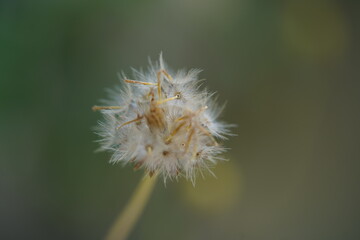 dandelion  