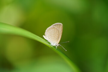butterfly on leaf
