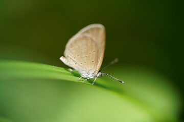 butterfly on leaf