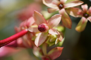 close up of pink flower