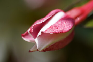 close up of pink flower