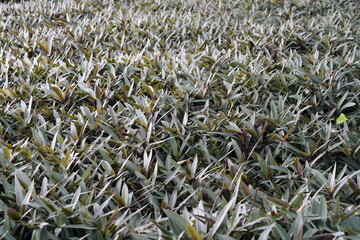 grass of background