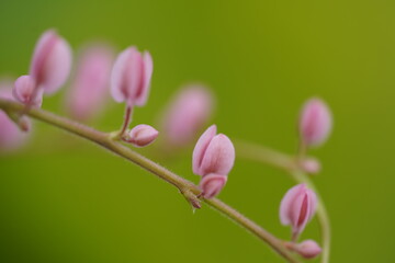 pink coral bells flowers