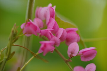 pink coral bells flowers