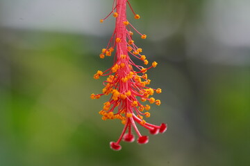 flower reproductive organ