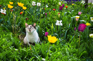 Cute cat and fresh flowers