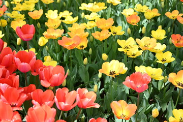 Colorful tulips in the garden