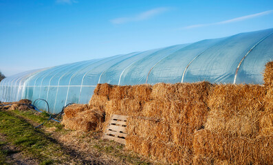 Hay bales used to insulate a pvc tunnel greenhouse.