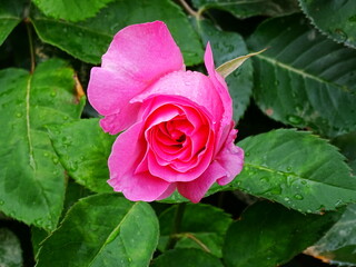 ROSA, FLOR, JARDIN, PRIMAVERA, FLORISTERIA
