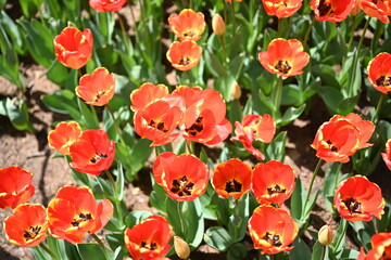 Colorful tulips in the garden