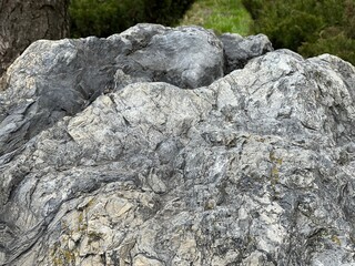 Gray large rock stone in forest.