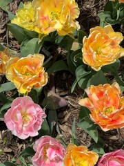 Yellow, pink, and orange spring flowers