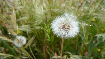 Campagna © Steve Fossiant