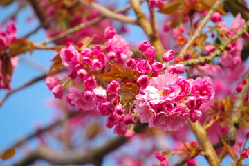 Japanische Zierkirsche 