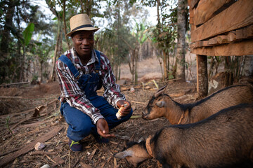 A farmer feeds his goats on his herd in africa, animal feed on farm
