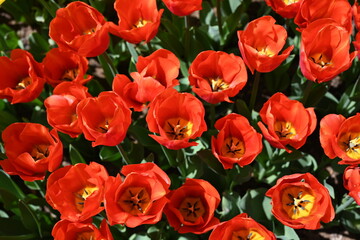 Colorful tulips in the garden