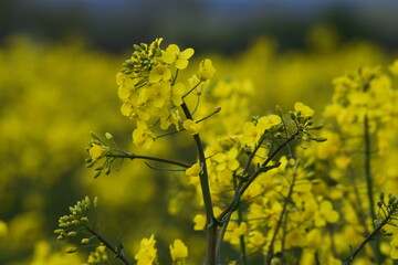 Obraz premium Magic of the Rape field