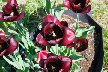 チューリップ　コンチネンタル