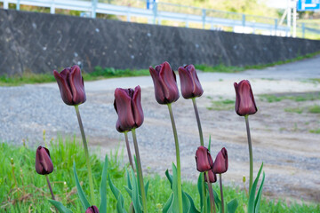 チューリップ　コンチネンタル