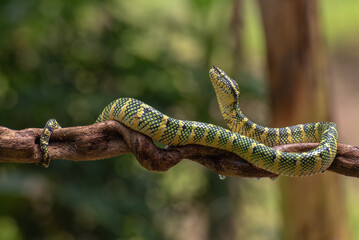 The wglers pit viper in the rain