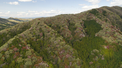 コントラストが鮮やかな山桜の空撮