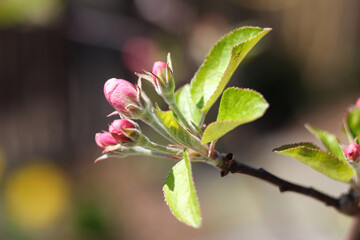 Apfelblüte