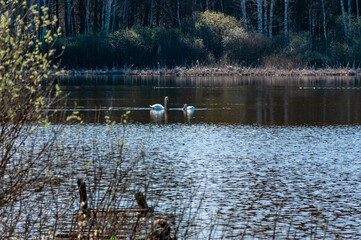 Swans on a forest lake on a spring morning in Samarskaya Luka National Park!