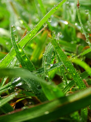 green grass with dew