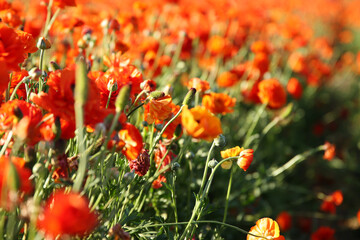 photo with low angle of buttercup spring flowers. Selective focus