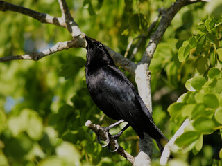 Black bird in tree