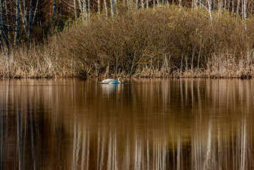 Fototapeta na wymiar Swans on a forest lake on a spring morning in Samarskaya Luka National Park!