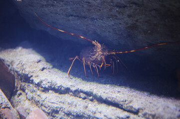 Lobster walk between rocks