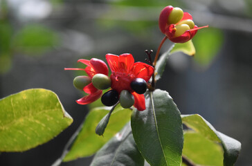 Beautiful Red Flowering Plant with Seed Pods
