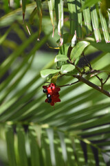 Unusual Flower with Berries on a Bush