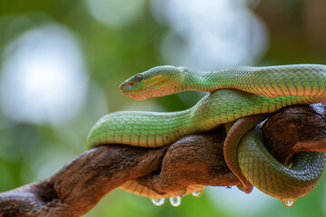 White-lipped island pit vipers coiled around a tree branch